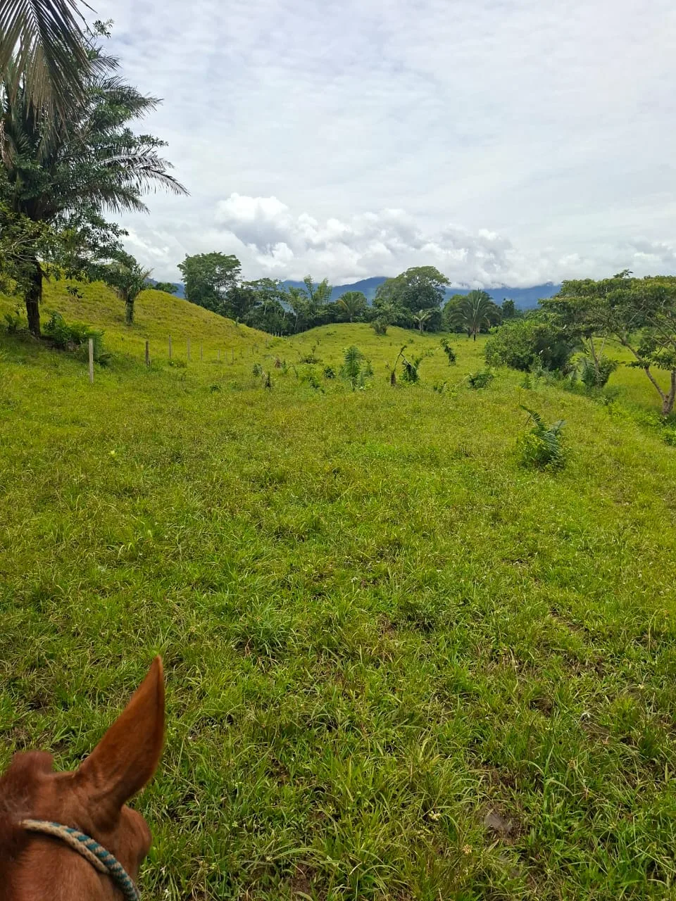 FINCA EN EL CAQUETA ENTRE PUERTO RICO Y SANVICENTE, EN LA VEREDA RIECITO - Foto 13