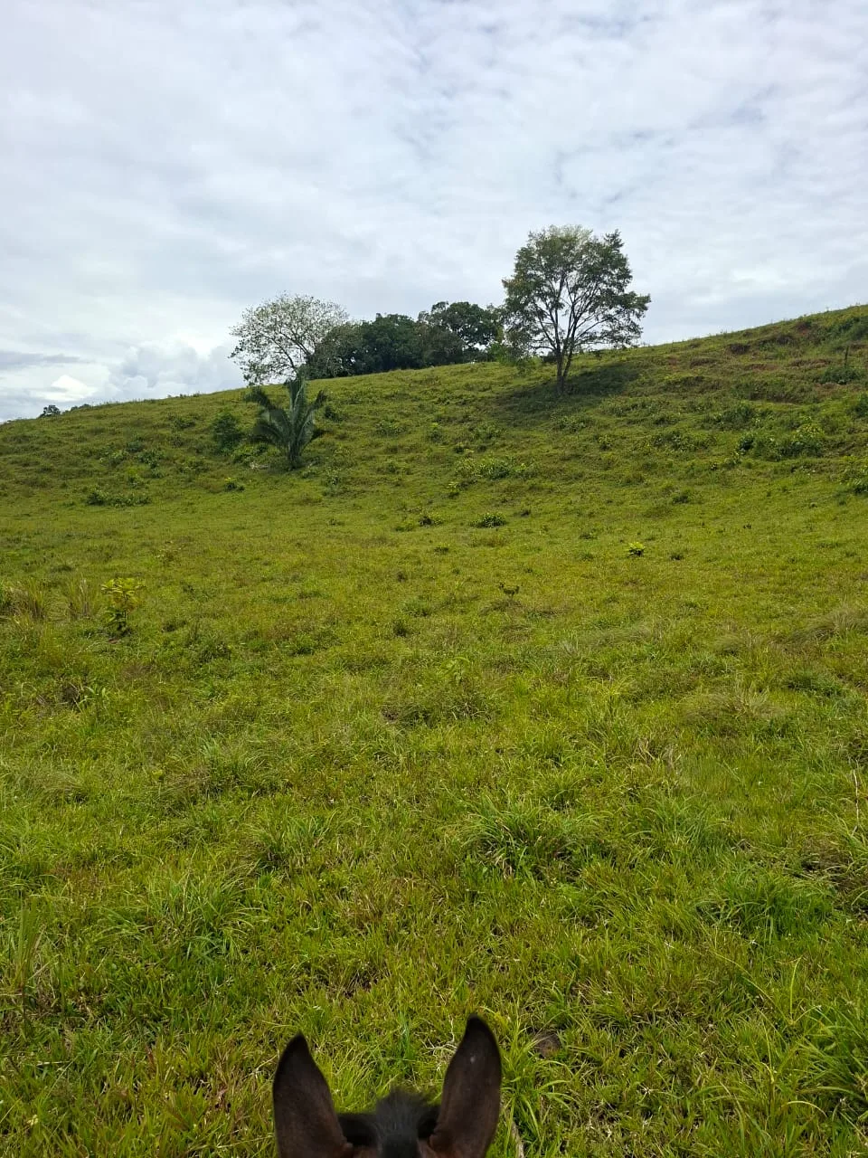 FINCA EN EL CAQUETA ENTRE PUERTO RICO Y SANVICENTE, EN LA VEREDA RIECITO - Foto 14