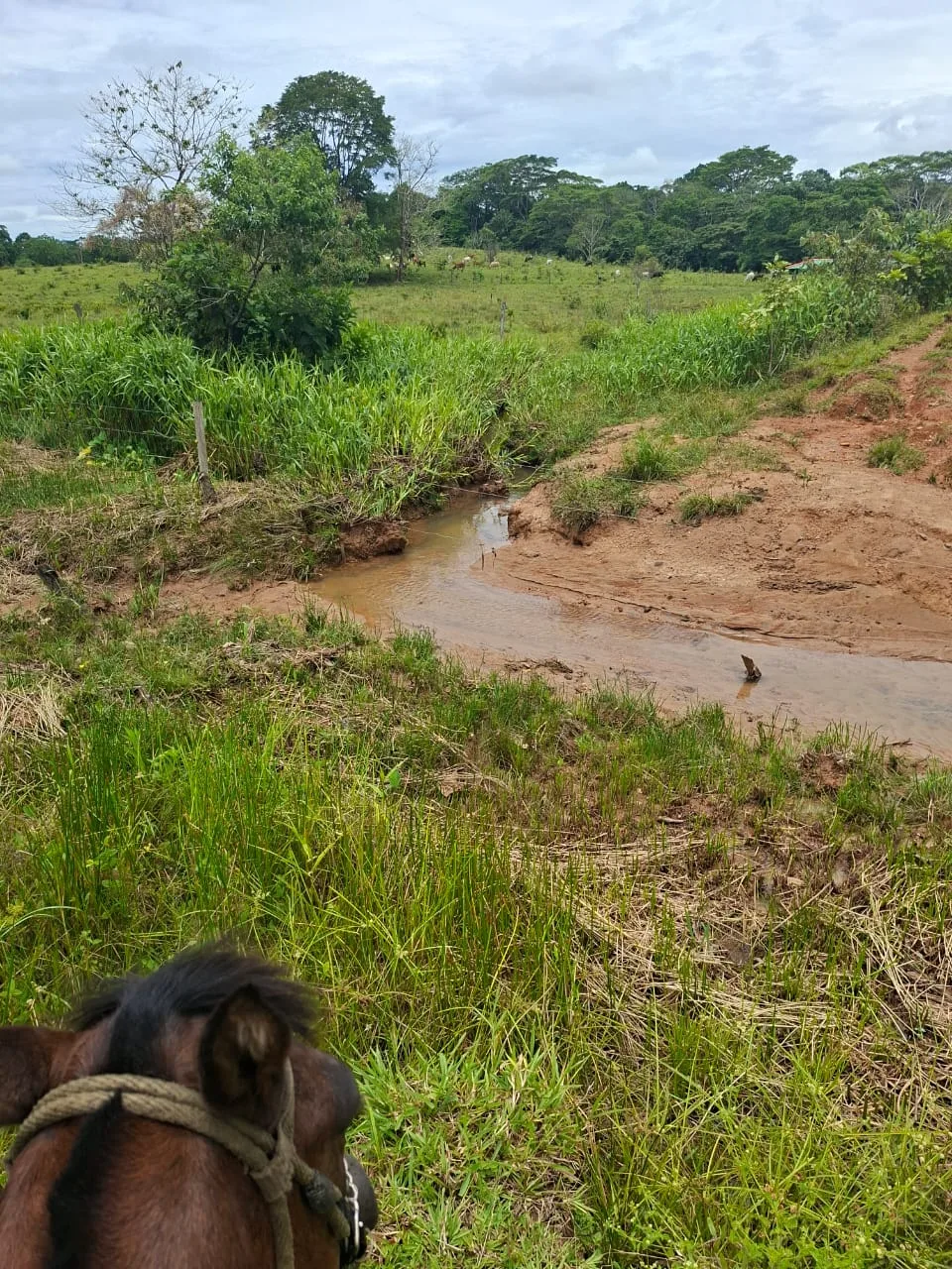 FINCA EN EL CAQUETA ENTRE PUERTO RICO Y SANVICENTE, EN LA VEREDA RIECITO - Foto 18