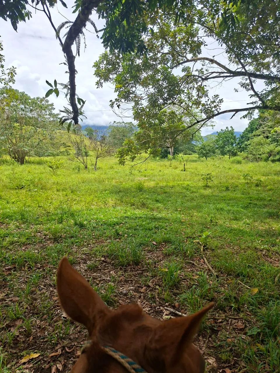 FINCA EN EL CAQUETA ENTRE PUERTO RICO Y SANVICENTE, EN LA VEREDA RIECITO - Foto 9