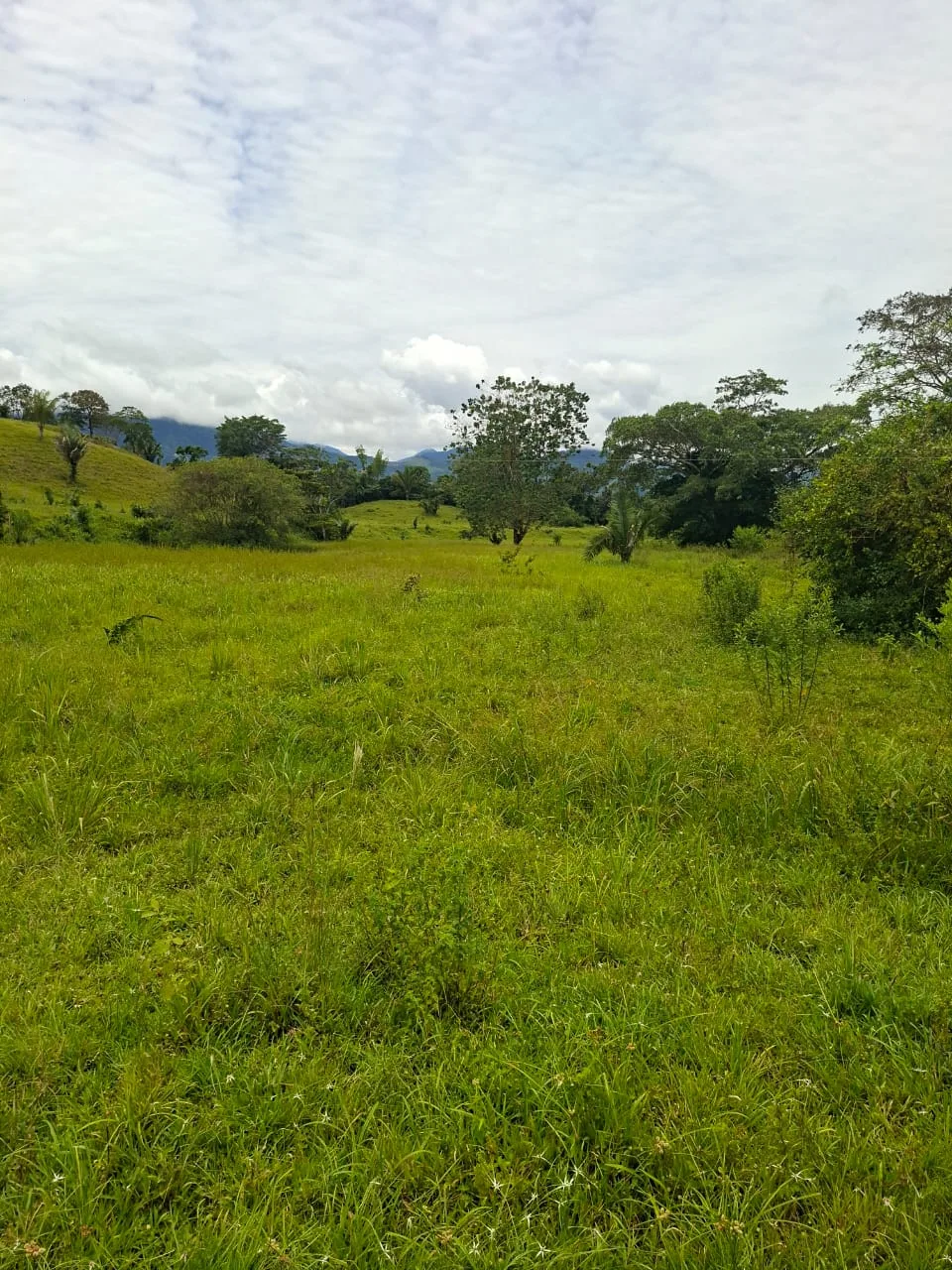 FINCA EN EL CAQUETA ENTRE PUERTO RICO Y SANVICENTE, EN LA VEREDA RIECITO - Foto 5